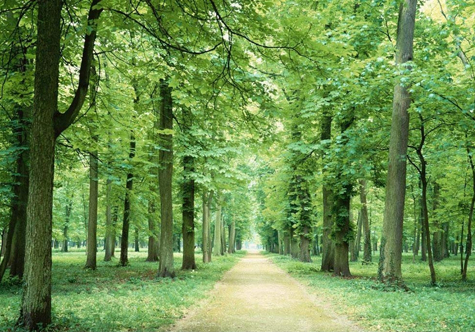 仟億達(dá)碳交易，讓林農(nóng)愛(ài)上植樹(shù)“賣(mài)空氣”